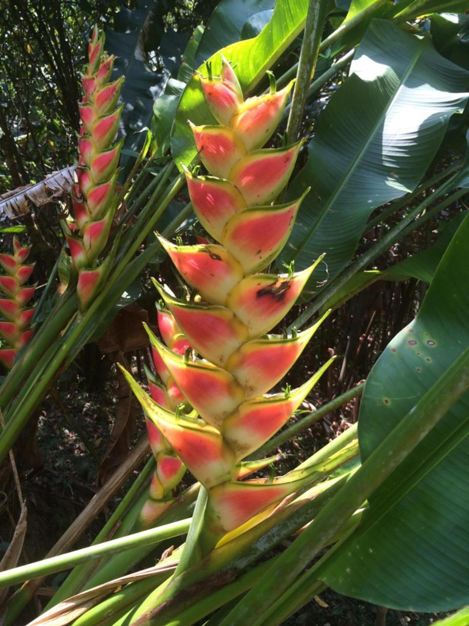 Sun Creek Lodge Punta Gorda Exterior foto